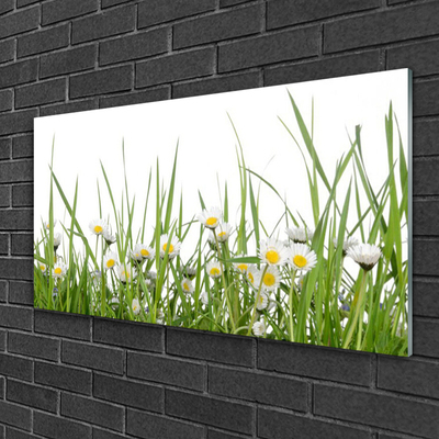 Glass Print Grass daisies nature green white yellow