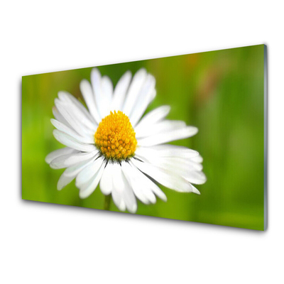 Glass Wall Art Daisy floral yellow white