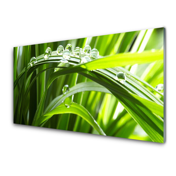 Glass Wall Art Grass water drops nature green