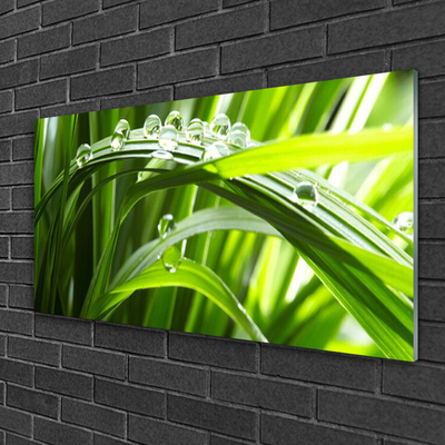 Glass Wall Art Grass water drops nature green