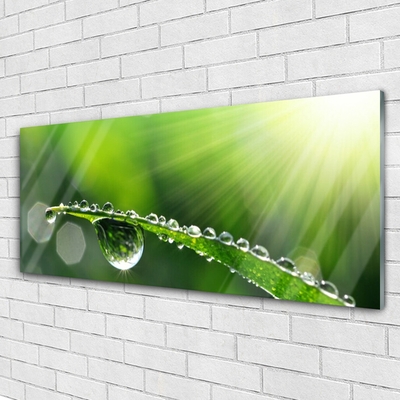 Glass Wall Art Grass dew drops floral green