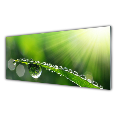 Glass Wall Art Grass dew drops floral green
