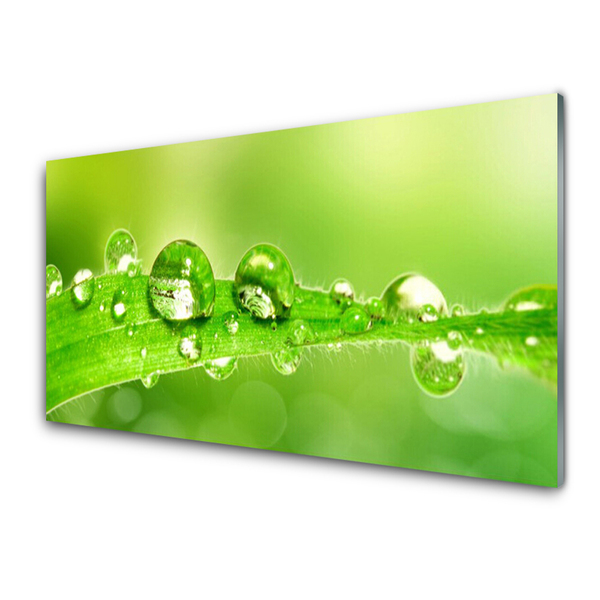 Glass Wall Art Leaf dewdrops floral green