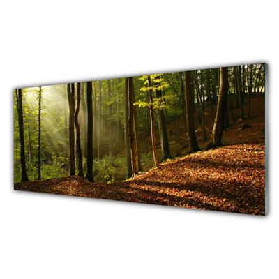 Glass Wall Art Forest nature brown green