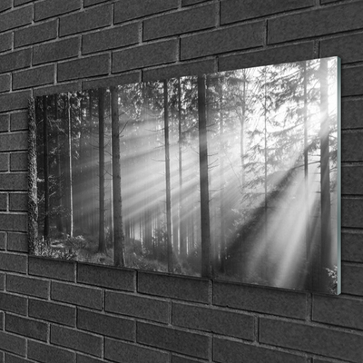 Glass Wall Art Forest nature grey
