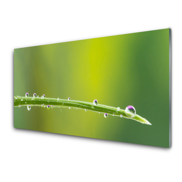 Glass Wall Art Grass dew drops floral green