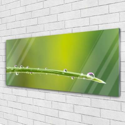 Glass Wall Art Grass dew drops floral green