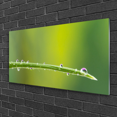 Glass Wall Art Grass dew drops floral green