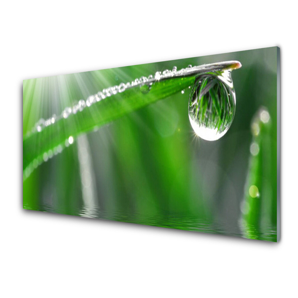 Glass Wall Art Grass dew drops floral green