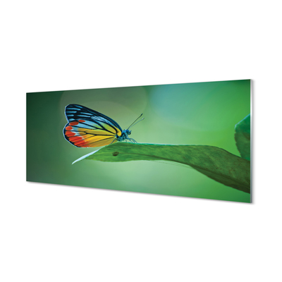 Kitchen Splashback colored butterfly Journal