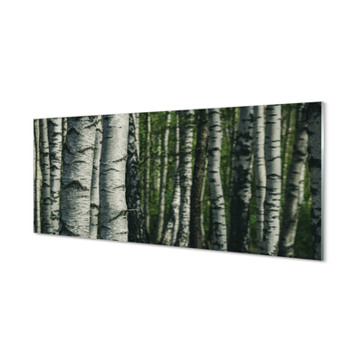 Kitchen Splashback birch forest