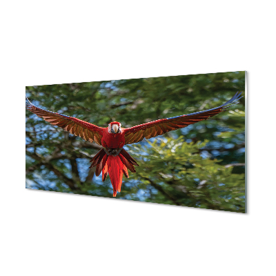 Kitchen Splashback Macaw parrot