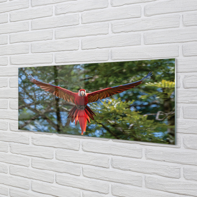 Kitchen Splashback Macaw parrot