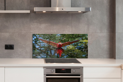 Kitchen Splashback Macaw parrot