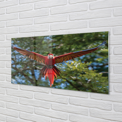 Kitchen Splashback Macaw parrot