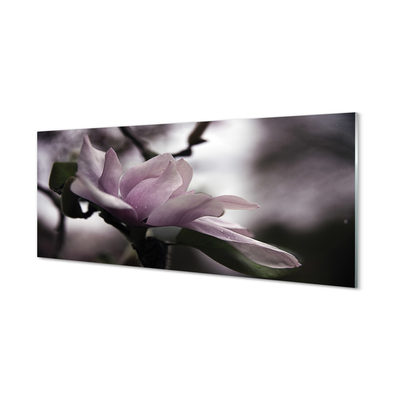 Kitchen Splashback magnolia