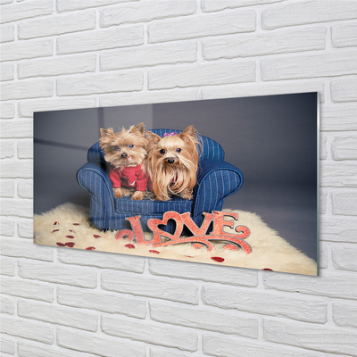 Kitchen Splashback Yorkie