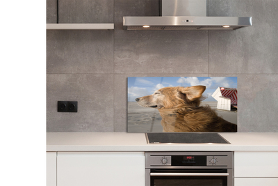 Kitchen Splashback brown dog beach