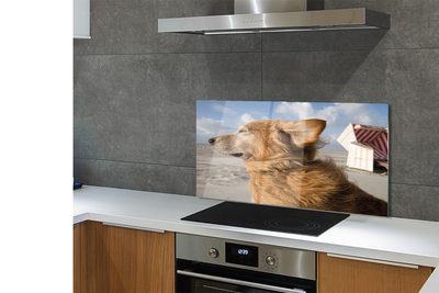 Kitchen Splashback brown dog beach