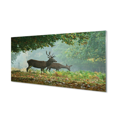 Kitchen Splashback Cerf autumn forest