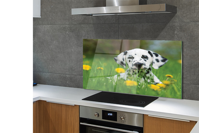 Kitchen Splashback prairie dog