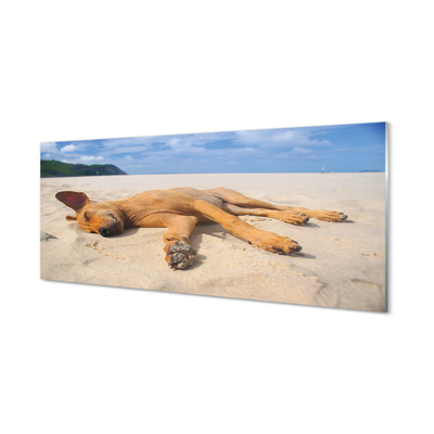 Kitchen Splashback Put dog beach