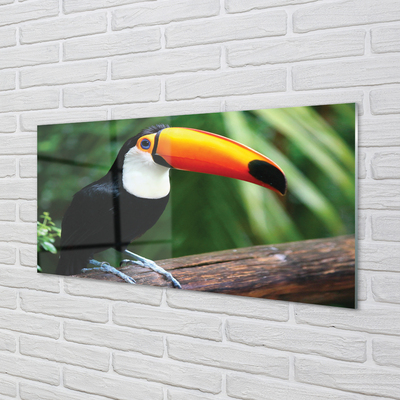 Kitchen Splashback Toucan on a branch