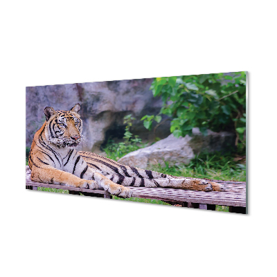 Kitchen Splashback Tiger in a zoo