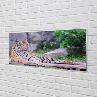 Kitchen Splashback Tiger in a zoo