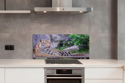 Kitchen Splashback Tiger in a zoo