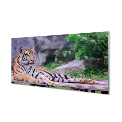 Kitchen Splashback Tiger in a zoo