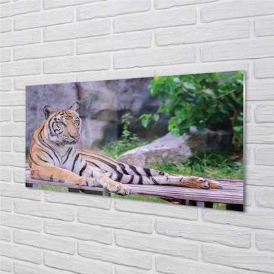 Kitchen Splashback Tiger in a zoo