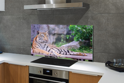 Kitchen Splashback Tiger in a zoo