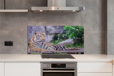 Kitchen Splashback Tiger in a zoo