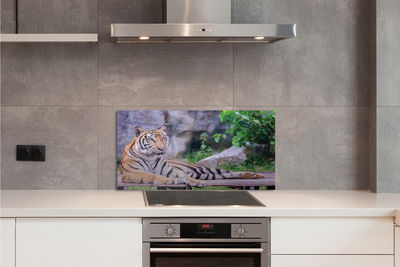 Kitchen Splashback Tiger in a zoo