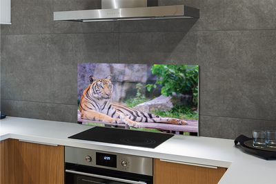 Kitchen Splashback Tiger in a zoo