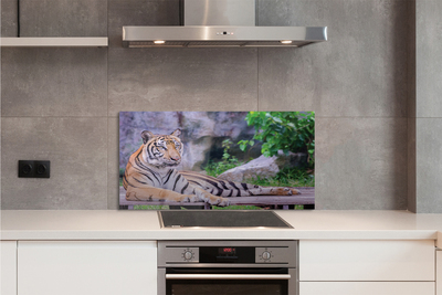 Kitchen Splashback Tiger in a zoo