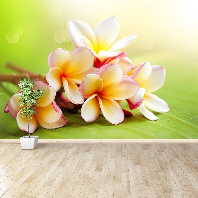 Wallpaper Frangipani flowers