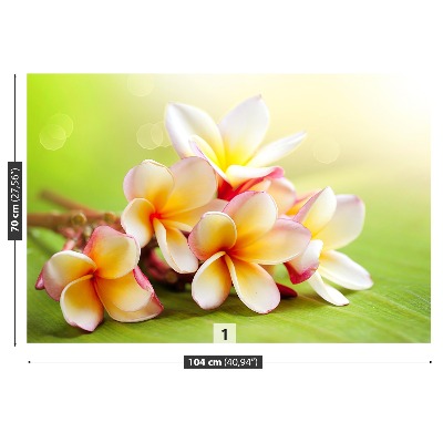 Wallpaper Frangipani flowers