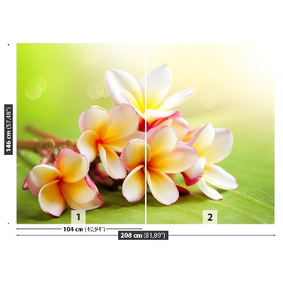 Wallpaper Frangipani flowers