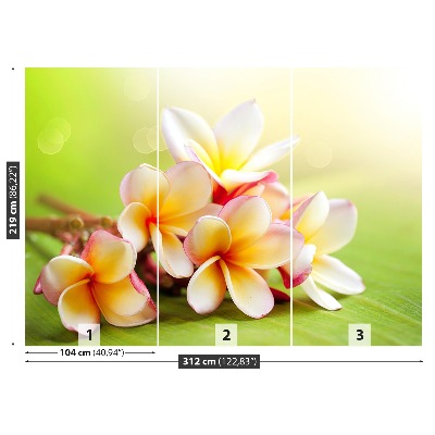 Wallpaper Frangipani flowers