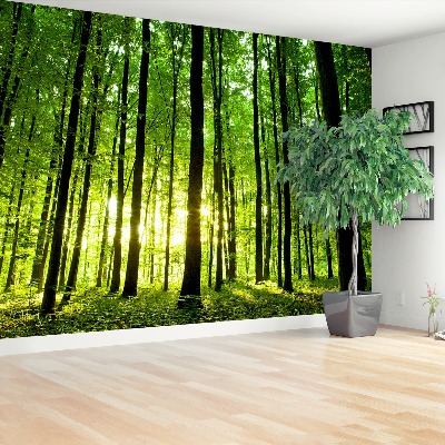 Wallpaper Green forest