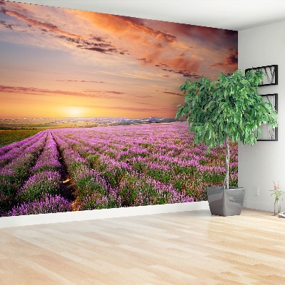 Wallpaper Lavender field