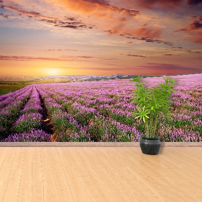 Wallpaper Lavender field