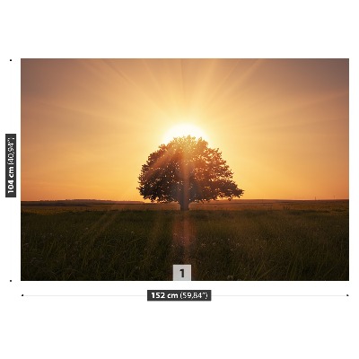 Wallpaper Tree of sunrise