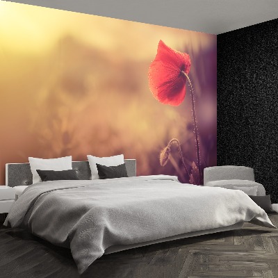 Wallpaper Poppy seed flower