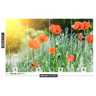 Wallpaper Poppy flowers