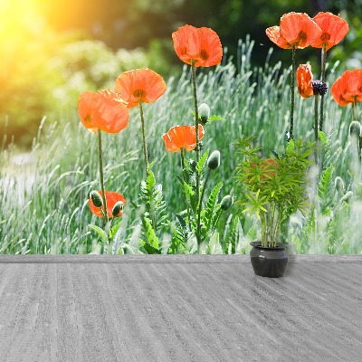 Wallpaper Poppy flowers