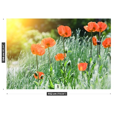 Wallpaper Poppy flowers