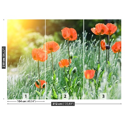 Wallpaper Poppy flowers